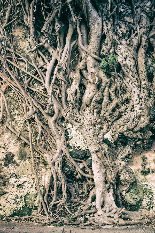 Roots Photograph by Levin Rodriguez