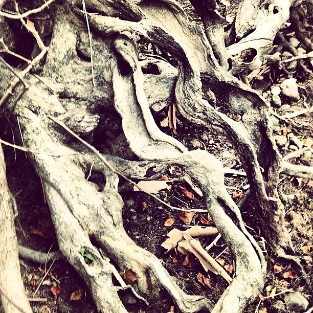 Roots Photograph - #roots by Melissa Lutes