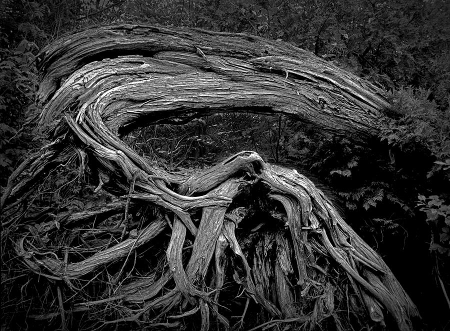 Black And White Photograph - Roots of a Fallen Tree by WaWa Ontario in Black and White by Randall Nyhof