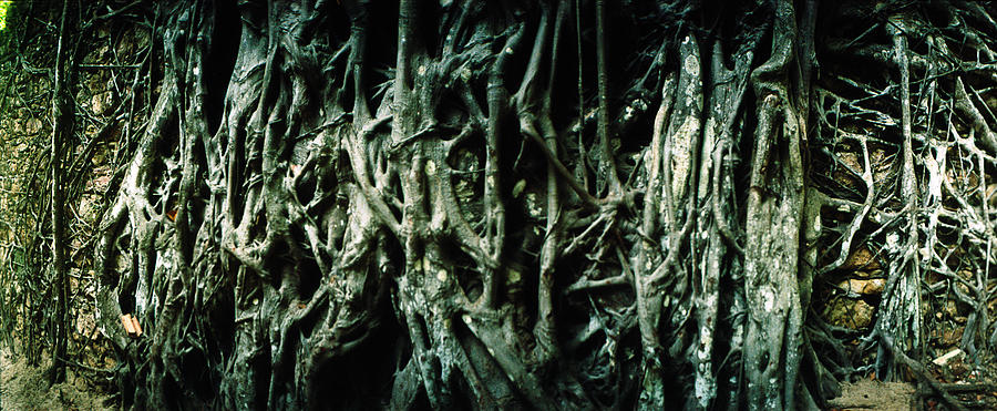Nature Photograph - Roots Of An Old Growth Tree, Morro De by Panoramic Images
