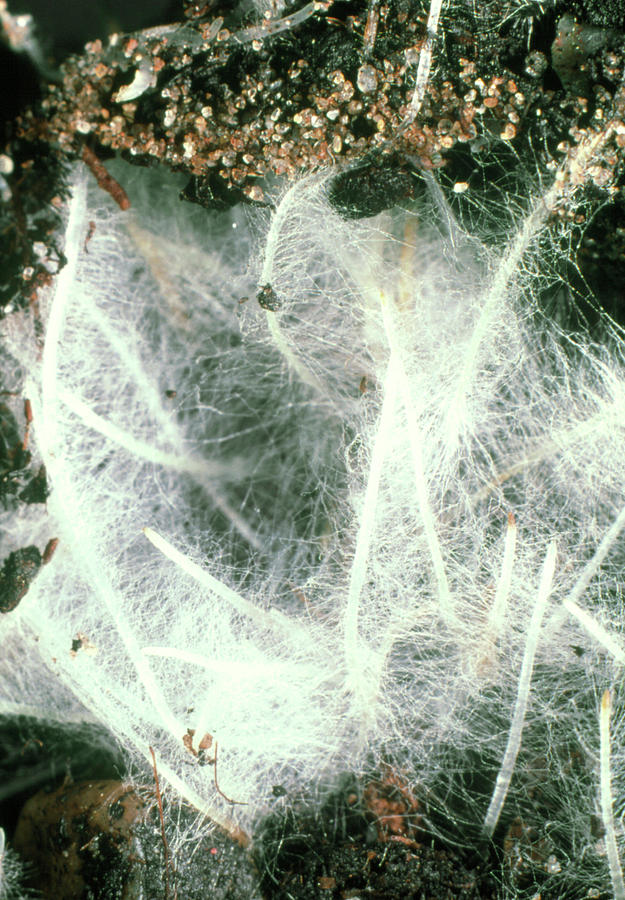 Roots Of Himalayan Poppy Photograph By Dr Jeremy Burgess Science Photo 