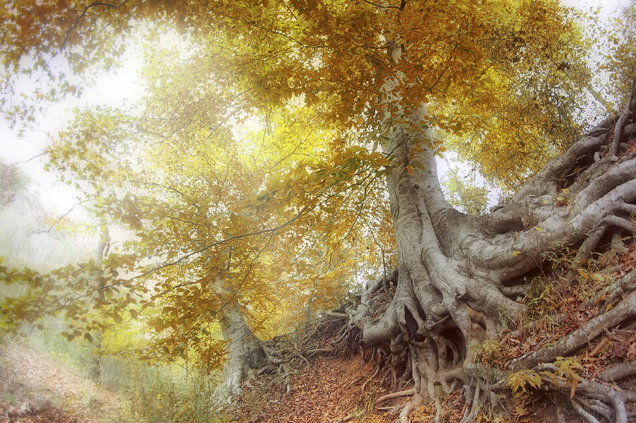 Roots of the Buffalo - Autumn - Arkansas - Beech Trees Photograph by Jason Politte