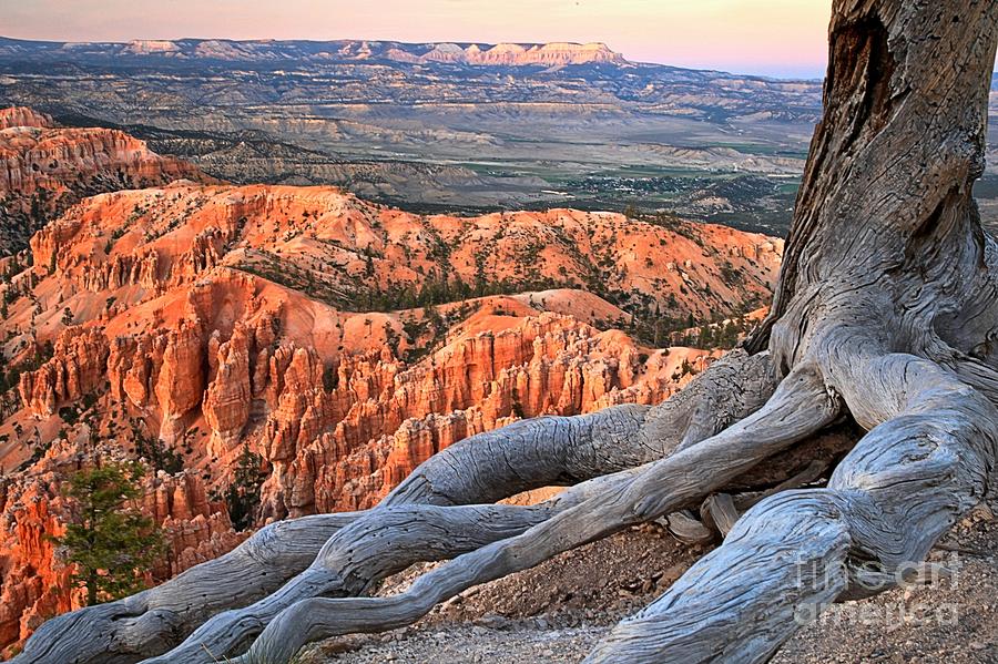Roots Of The Canyon Photograph by Adam Jewell