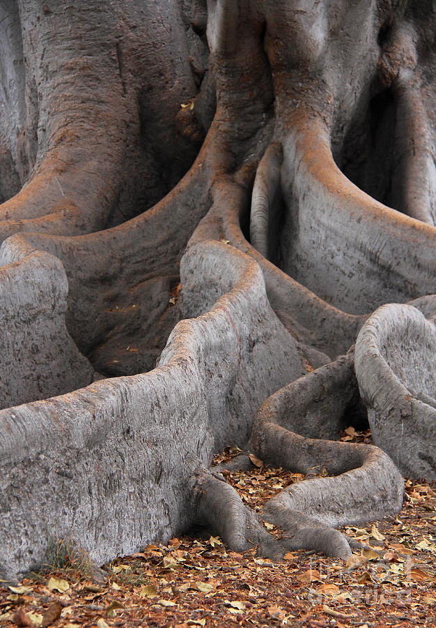 Roots of the Fig Photograph by Suzanne Oesterling