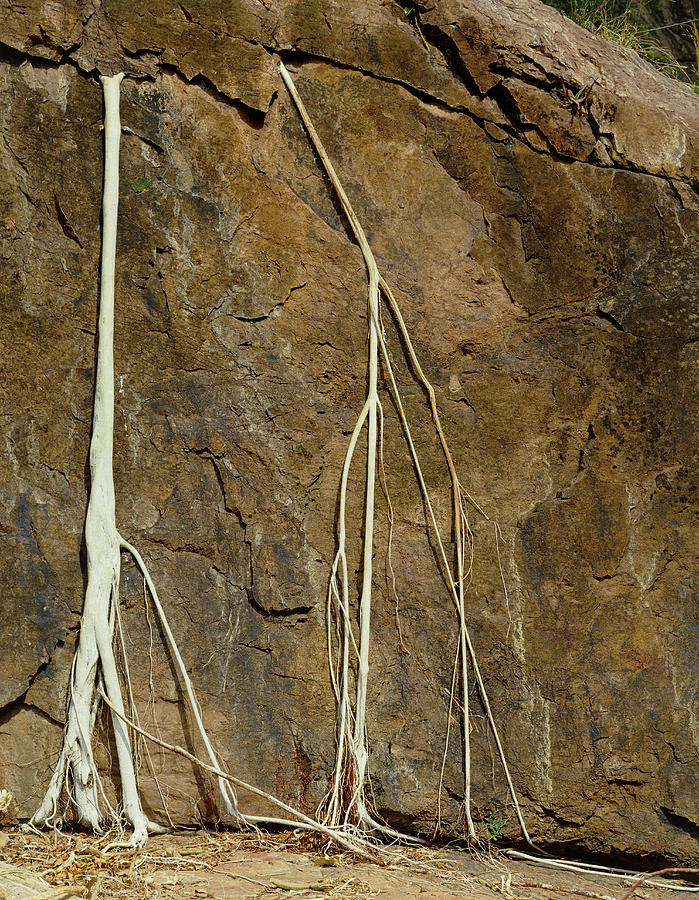 Roots Of The Rock Fig Photograph by Sinclair Stammers/science Photo Library.