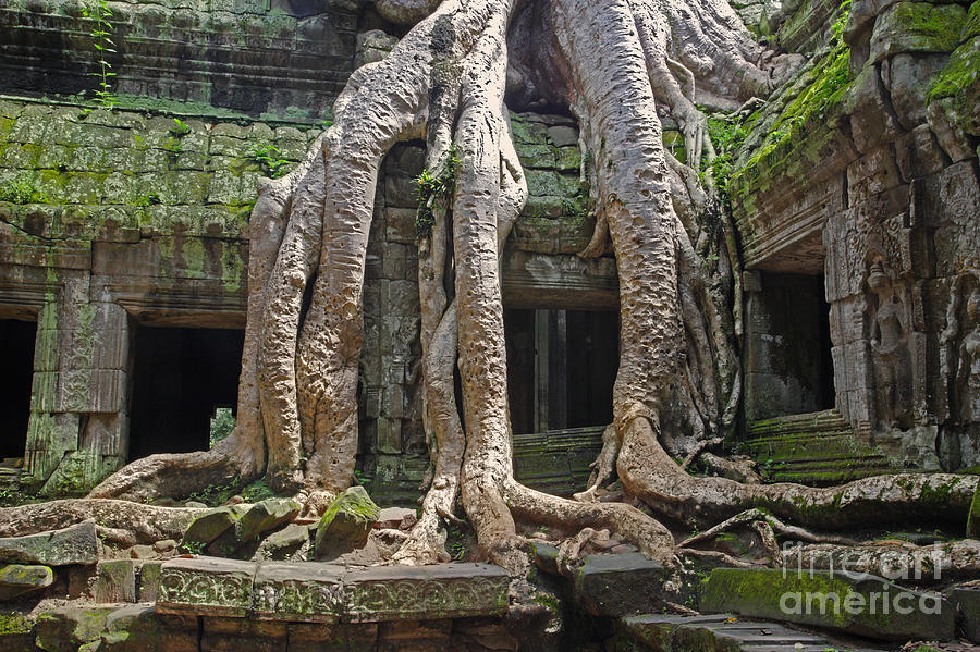 Roots of the silkcotton tree Photograph by Rosemary Calvert Fine Art