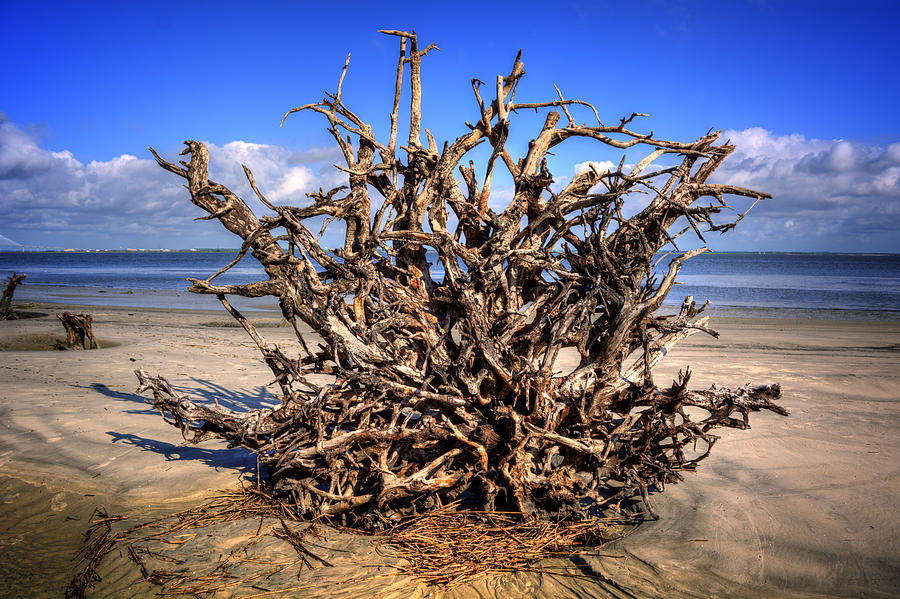 Roots on Jekyll Island Photograph by Greg and Chrystal Mimbs