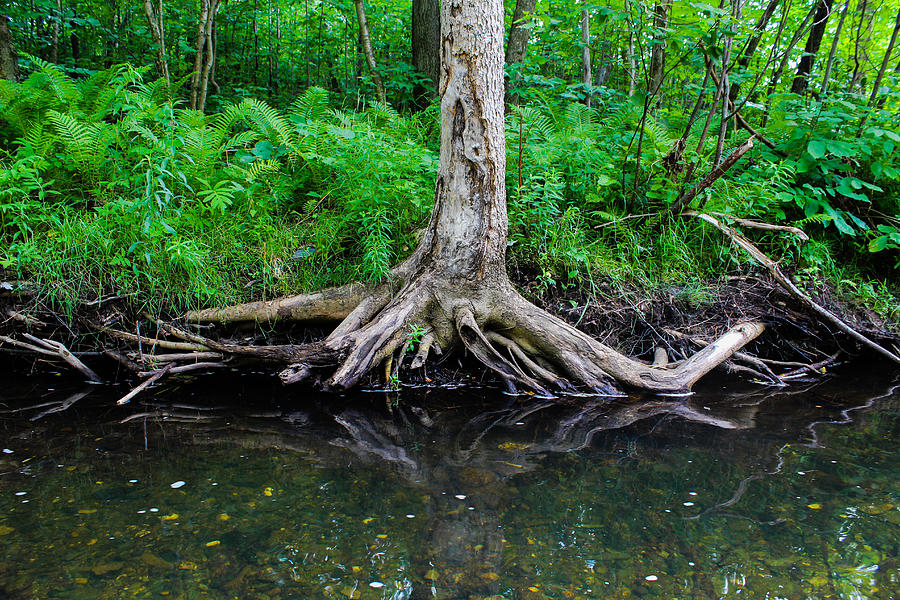 Tree Photograph - Roots on Water by Julien Boutin