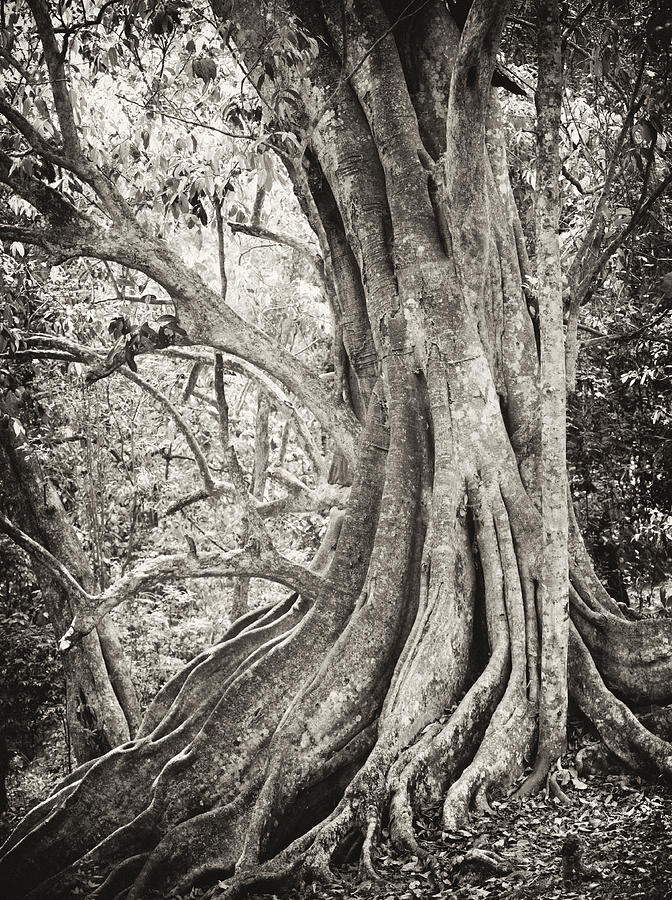 Roots Photograph by Paul Cowan