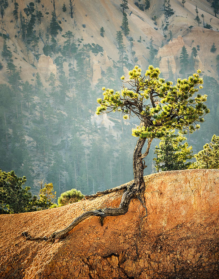 Roots Rock Photograph by Nancy Strahinic