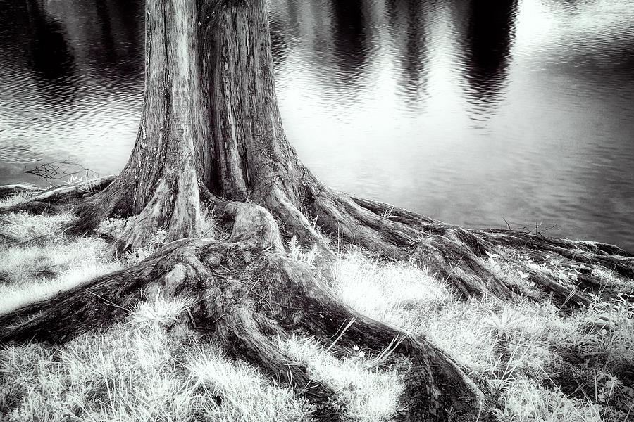Roots Run Deep - Greensboro NC Photograph by Dan Carmichael
