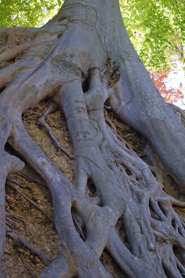 Nature Photograph - Roots by Suzanne Gaff
