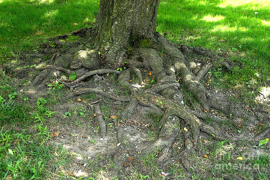 Tree Photograph - Tree Roots by Walter Neal
