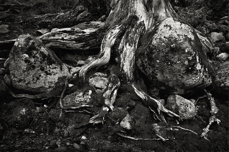 Roots Will Find A Way Photograph by Robert Woodward
