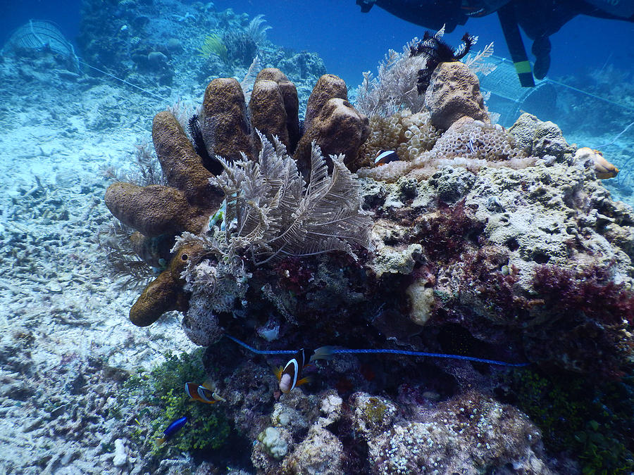 Rope Around Coral Head Photograph by Carleton Ray