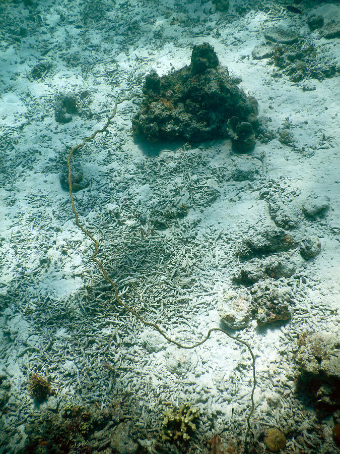 Rope Damaged Coral Photograph by Carleton Ray