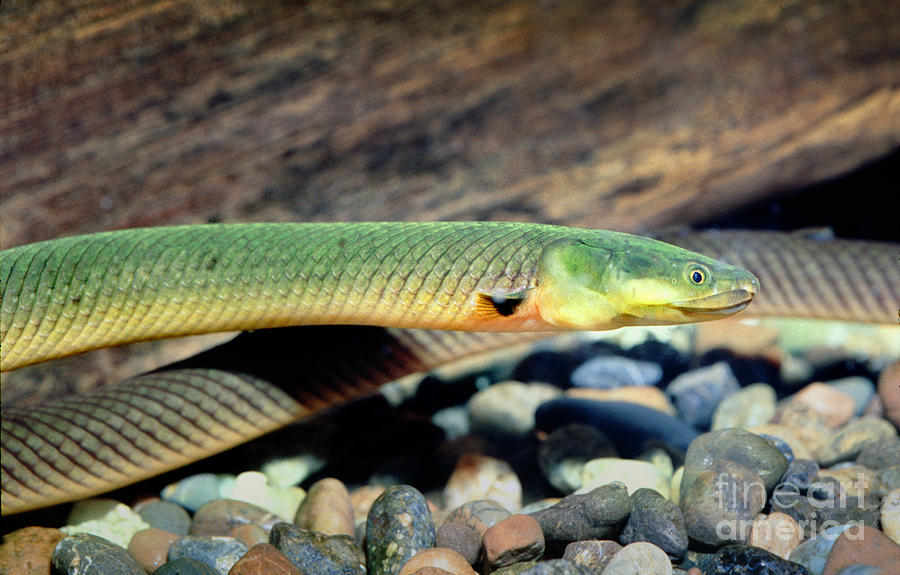 Rope Fish Eel Erpetoichthys calabaricus Photograph by Wernher Krutein