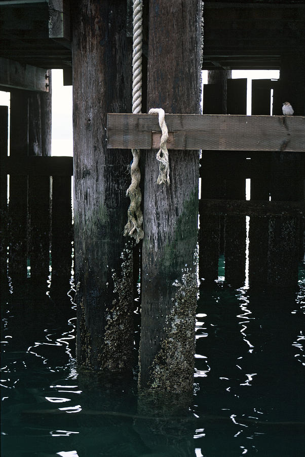 Rope on a piling Photograph by Matt Swinden