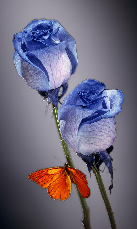 orange and blue roses