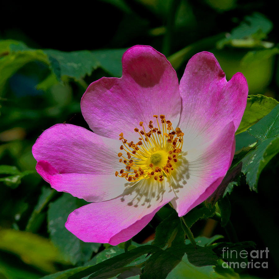 Rosa Canina - The dog Rose Photograph by Martyn Arnold