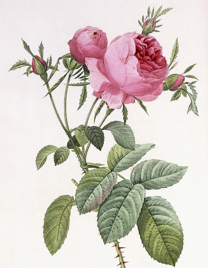 Pierre Joseph Redoute Painting - Rosa centifolia foliacea by Pierre Joseph Redoute