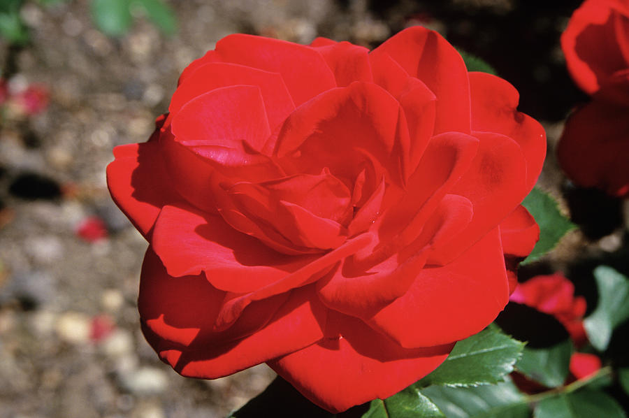 Rosa Floribunda 'invincible' Photograph by Ann Pickford/science Photo ...