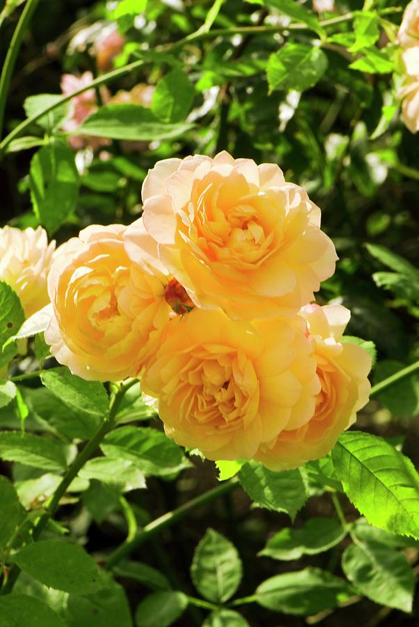 Rosa grace Photograph by Science Photo Library Rosa grace Photograph by Science Photo Library