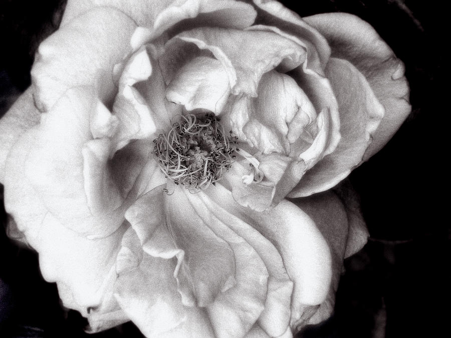 Rosa Intrigue #5 Photograph by Louise Kumpf