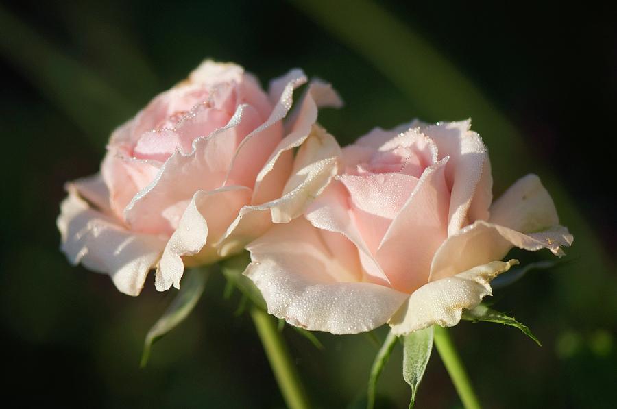Flower Photograph - Rosa johann Strauss Flowers by Maria Mosolova