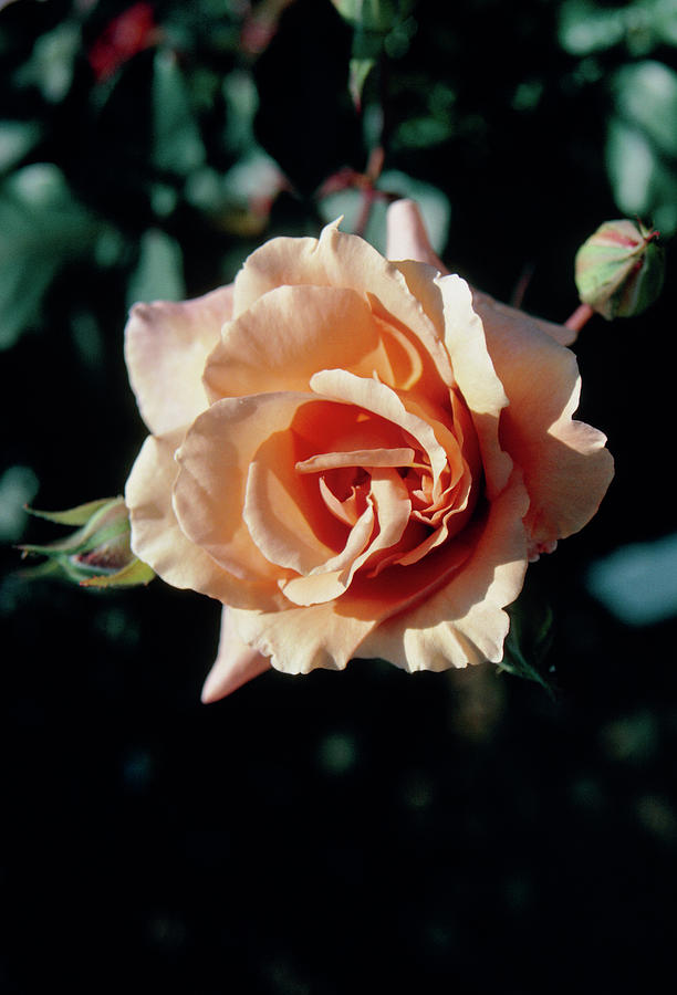 Rosa Julias Rose Photograph by Science Photo Library Rosa Julias Rose Photograph by Science Photo Library
