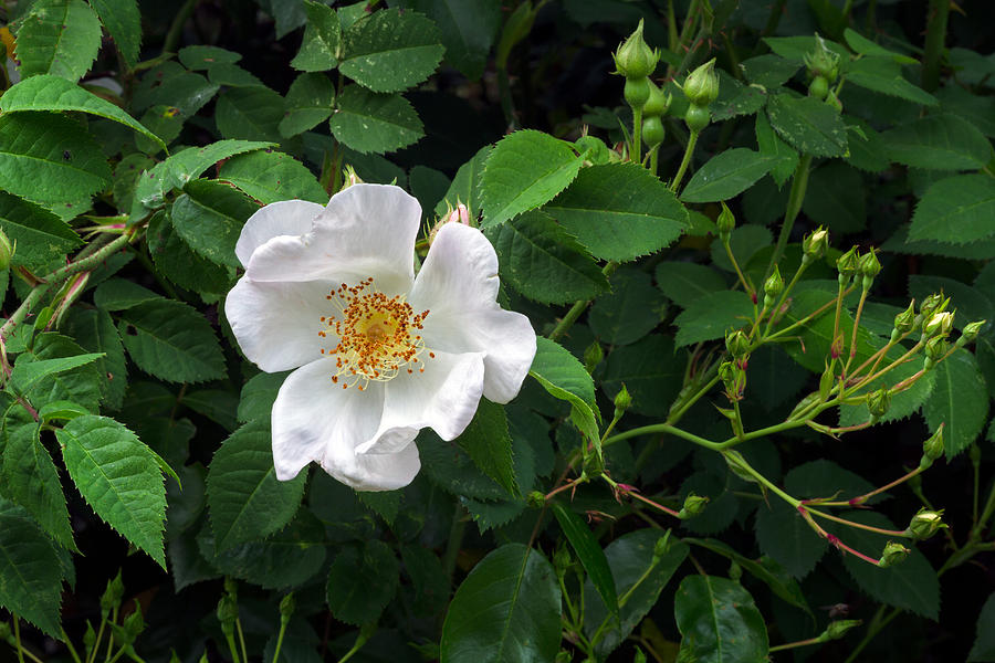 Rosa macrantha Flower Photograph by Michael Russell