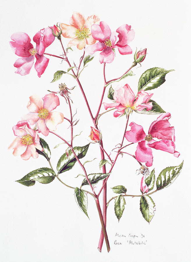 Rosa Mutabilis Painting by Alison Cooper