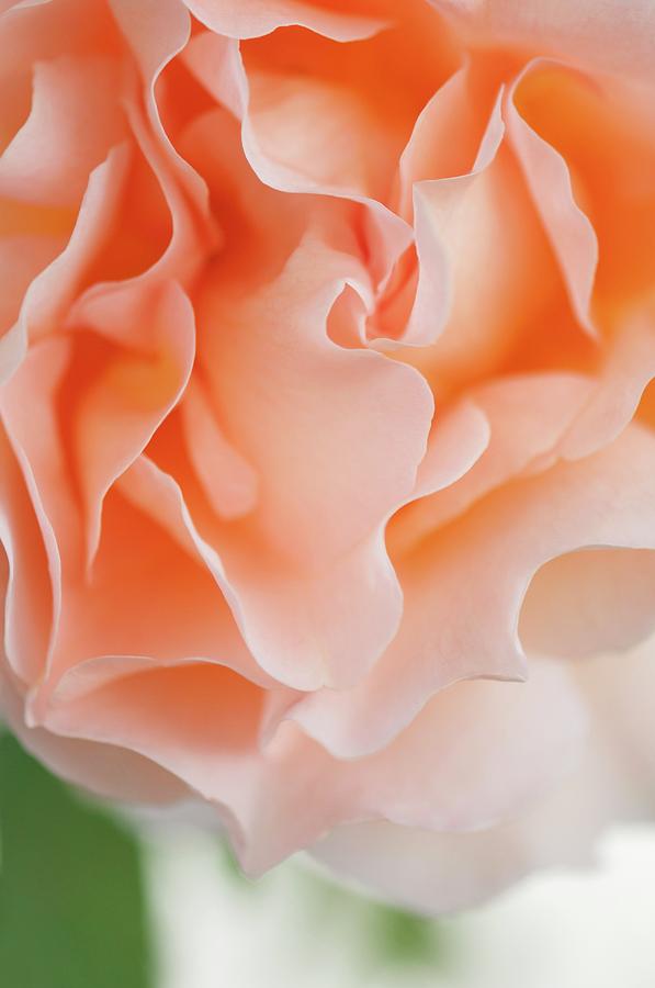 Rosa polka Flower Photograph by Science Photo Library Rosa polka Flower Photograph by Science Photo Library