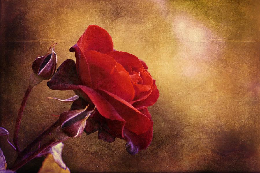 Rosso Photograph - Rosa rossa by Orazio Puccio