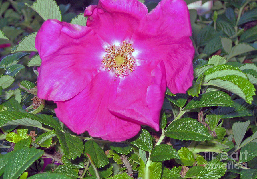 Rosa rugosa flower in summer Photograph by Ellen Miffitt