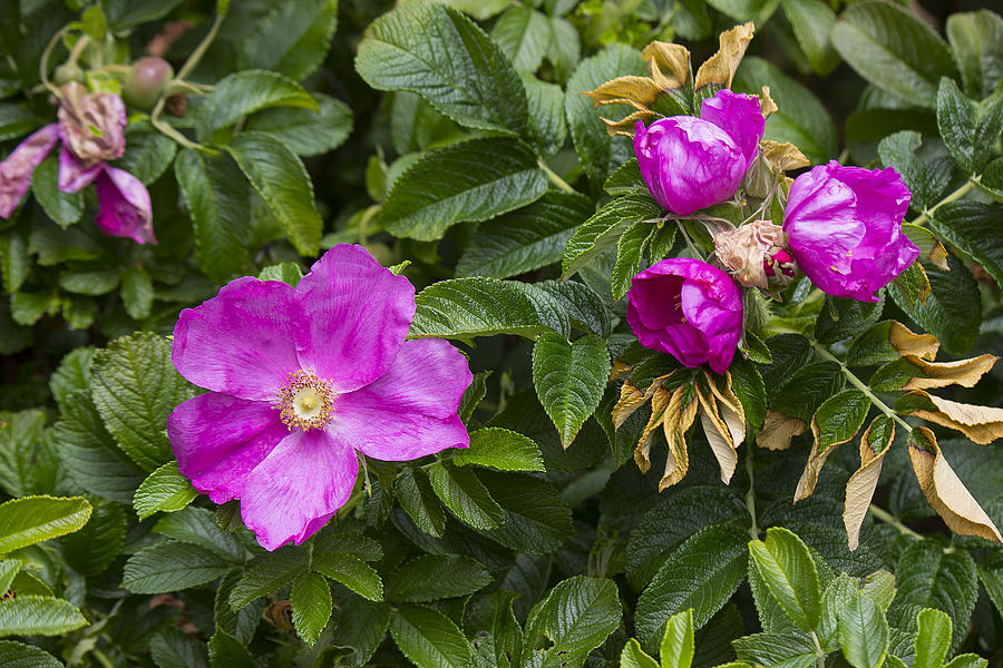 Rosa rugosa Yarmouthport flower  HZ1 Photograph by Cathy Anderson