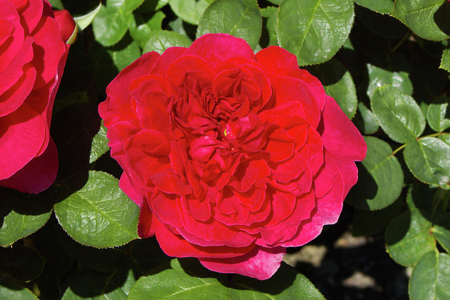 Rosa Sophys Rose = auslot Photograph by Neil Joy/science Photo Library