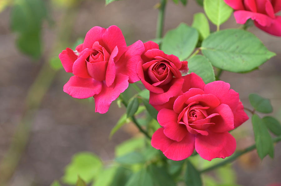 Rosa souvenir De Therese Levet Photograph by Brian Gadsby/science Photo Library