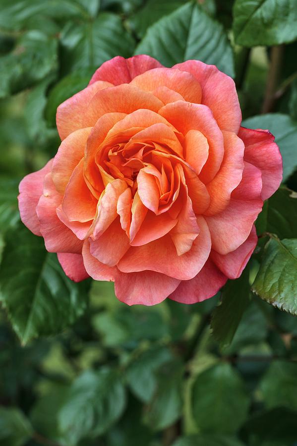 Rose Photograph - Rosa westerland by Geoff Kidd