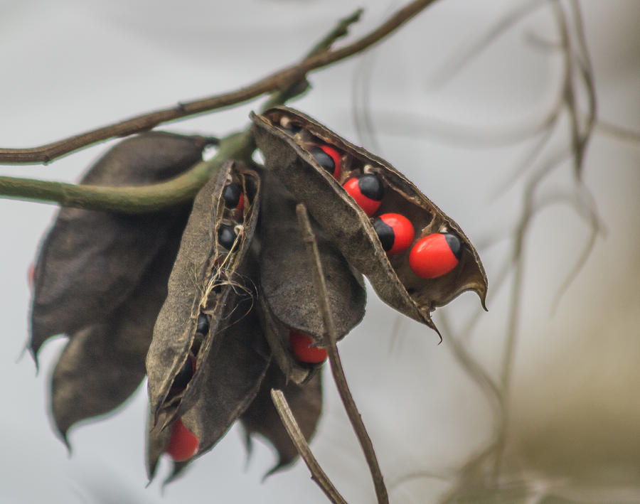 Rosary Pea Photograph by Jane Luxton