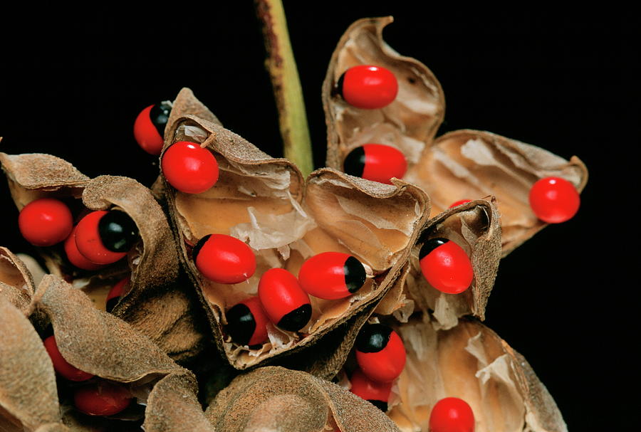 Rosary Pea Seed Pods Photograph by Philippe Psaila/science Photo ...