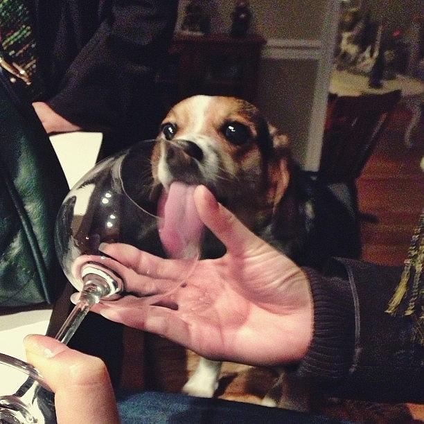 Roscoe The Wine-o Photograph by Jew-lee-na New-banks