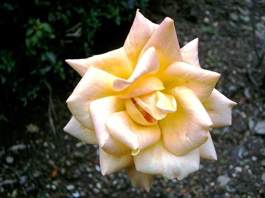 Winter cloister rose by Jim Barbour Winter cloister rose by Jim Barbour