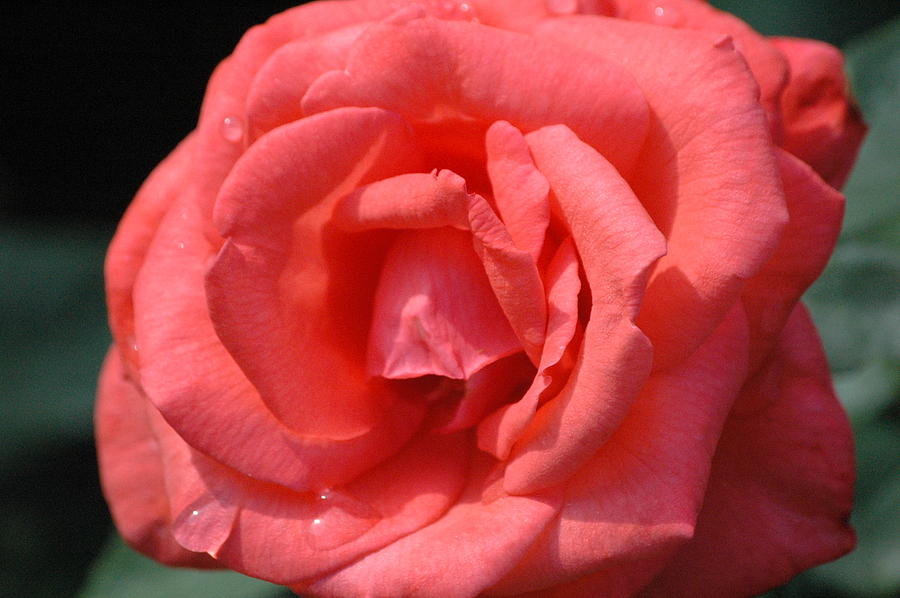 Salmon rose in summer by Jim Barbour Salmon rose in summer by Jim Barbour