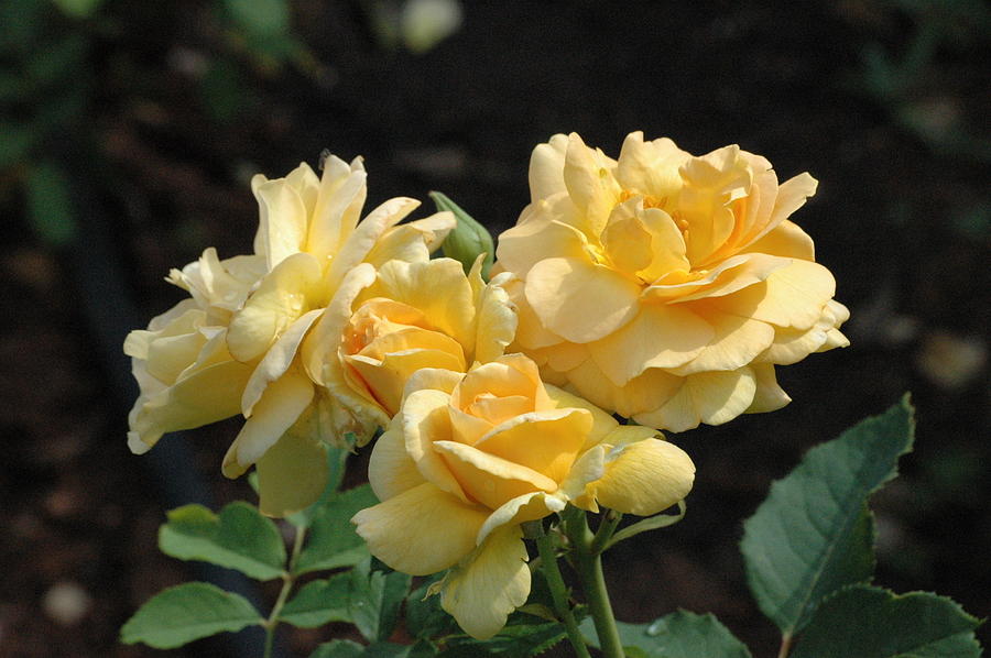 Yellow roses in summer by Jim Barbour Yellow roses in summer by Jim Barbour