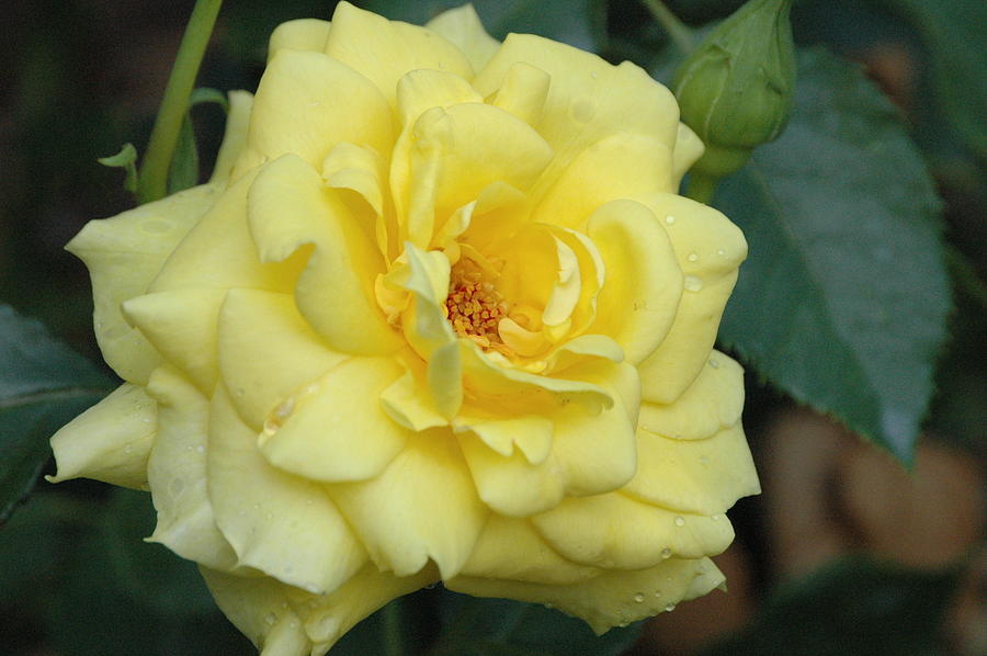Summer yellow rose by Jim Barbour Summer yellow rose by Jim Barbour