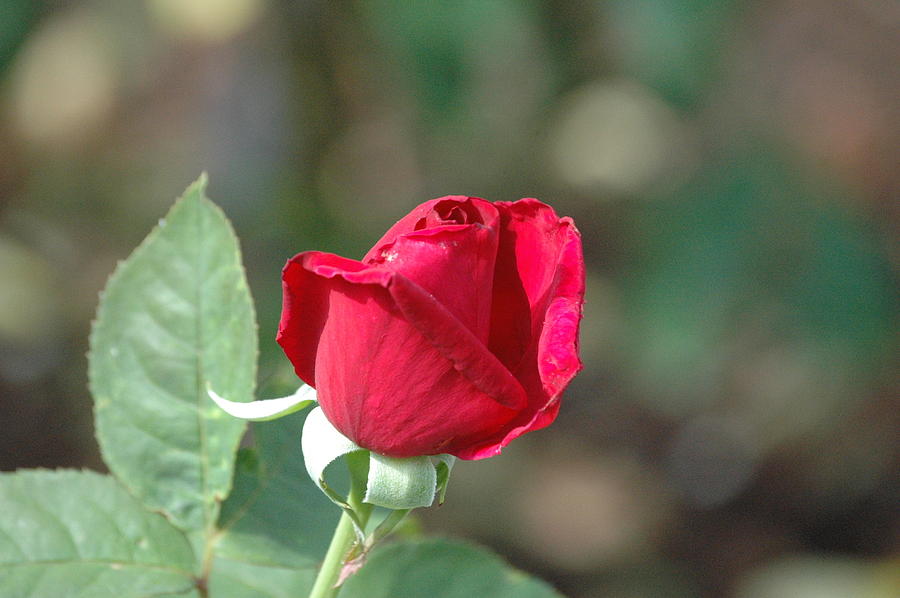 Rosebud in summer by Jim Barbour Rosebud in summer by Jim Barbour