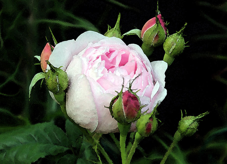 Rose 1 Photograph by Helene U Taylor