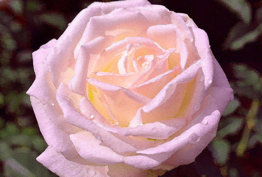 Rose 169 Photograph by Pamela Cooper