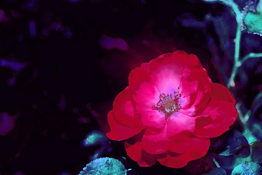 Flower Photograph - Rose 172 by Pamela Cooper